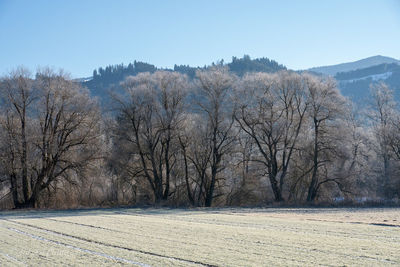 Bare trees on field against clear sky during winter