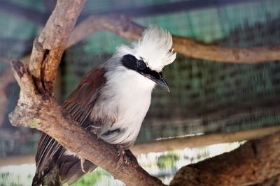 Close-up of bird perching on tree