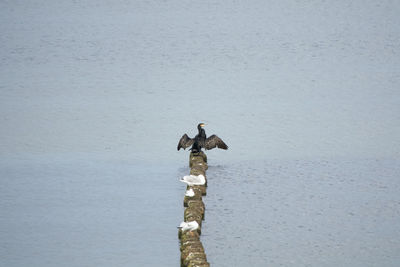 Bird perching on wooden post