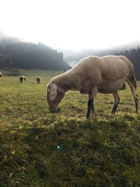 Horses grazing on grassy field