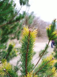 Close-up of pine tree