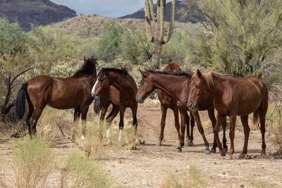 Horses in a field