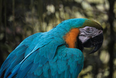 Close-up of a peacock