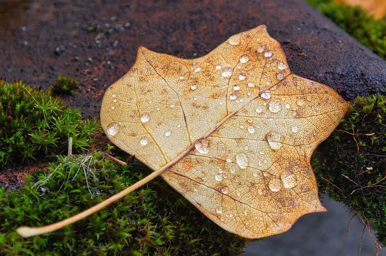 leaf, plant part, nature, tree, autumn, plant, soil, day, no people, dry, close-up, leaf vein, high angle view, land, outdoors, macro photography, beauty in nature, wet, grass, water, flower, fragility, falling, field, green, tranquility, growth, brown
