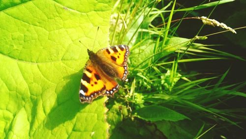 Close-up of butterfly on leaf