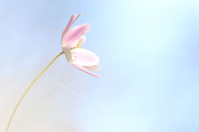 Low angle view of pink flower against sky