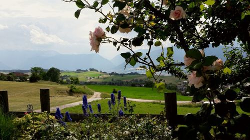 Scenic view of vineyard against sky
