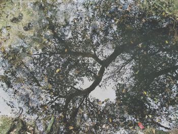 Low angle view of tree