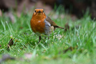 Bird perching on a grass