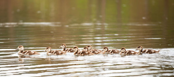 Egyptian goose chick, alopochen aegyptiaca in the spring, animal and water bird 