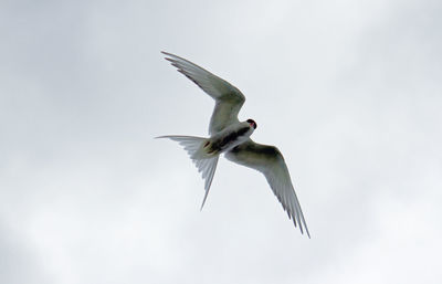 Low angle view of common tern flying