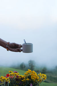 Low angle view of hand holding flowering plant against sky