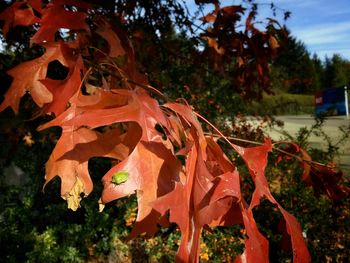 Close-up of red leaves