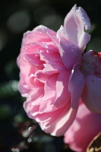 Close-up of wet pink rose flower