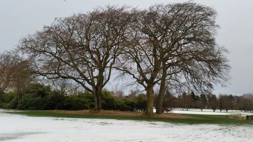 Bare trees on snow covered field