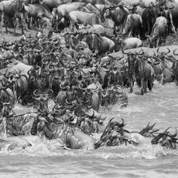 Flock of sheep in a river