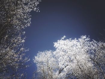 Low angle view of illuminated tree against sky