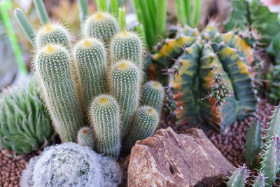 Close-up of prickly pear cactus