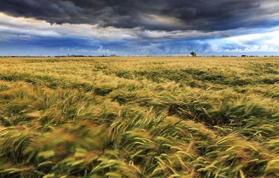 Scenic view of wheat field against sky