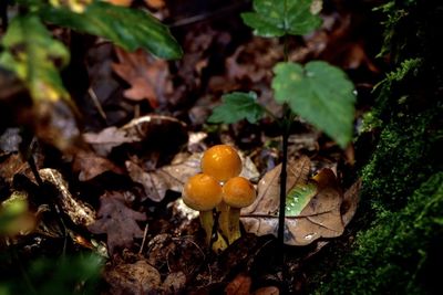 High angle view of mushrooms growing on land