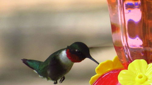 Close-up of bird in glass