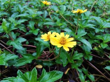 Close-up of yellow flowers blooming on field