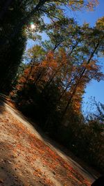 View of trees in autumn