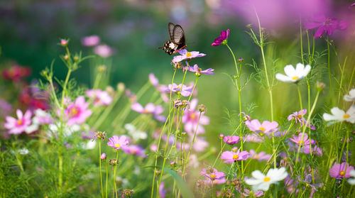 Close-up of butterfly pollinating on purple flowering plant