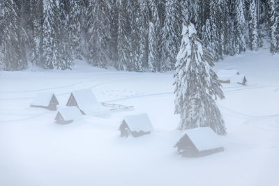 Snow covered field by trees during winter