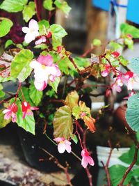 Close-up of pink flowers blooming outdoors