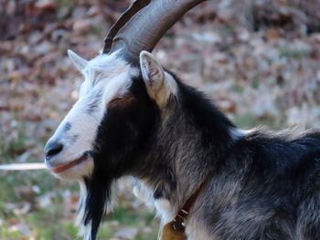 Close-up of a goat on field