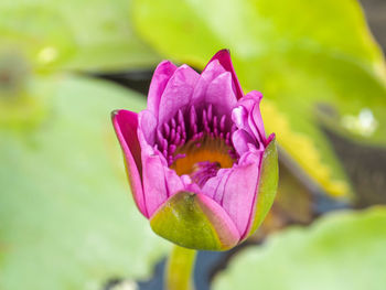 Close-up of pink water lily