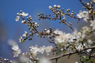 Low angle view of apple blossoms in spring