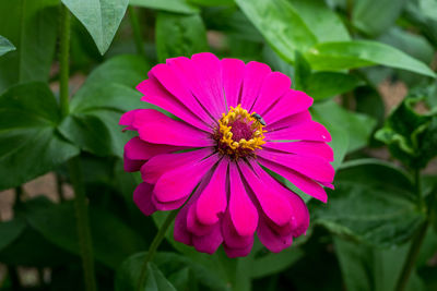 Close-up of pink flower