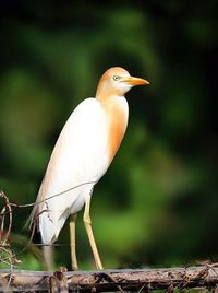 Close-up of bird perching on wood