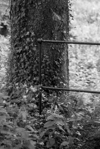 Close-up of tree in forest