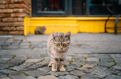 Kitten on city street