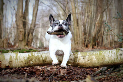 Portrait of dog by tree trunk in forest