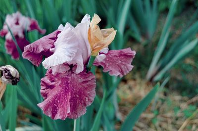 Close-up of wet pink rose flower