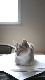 Cat looking away while sitting on table at home