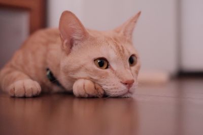 Close-up of cat at home