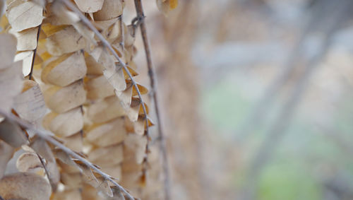 Close-up of corn hanging from tree