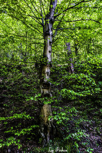 Trees in forest