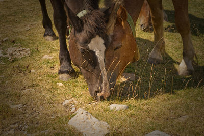 View of a horse grazing in field