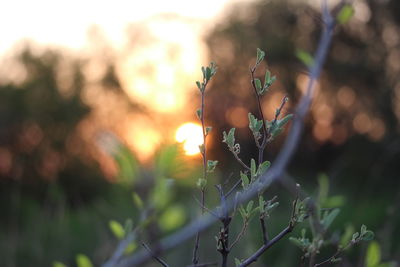 Close-up of fresh green plant