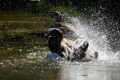 Egyptian goose splashing on park in water