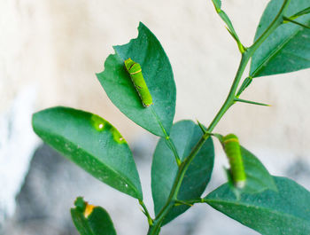 Close-up of insect on leaf