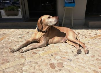 Dog lying on floor at home