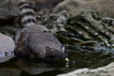 Close-up of bird perching on rock