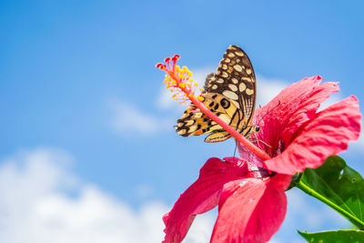 Close-up of butterfly on red flowering plant against sky